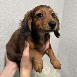 Koda - Sable female Dachshund puppy in Modesto, California from Raws Doxies