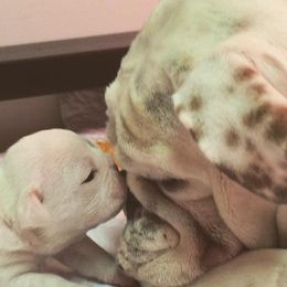 Bulldogs from Everbull Bulldogs