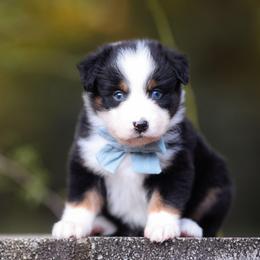 Karen - Black tri-color female Australian Shepherd puppy in Georgetown, Texas from River Reign Australian Shepherds