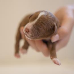 Pumpkin Spice - Red female Cavapoo puppy in Perkasie, Pennsylvania from Little Paws by Harper