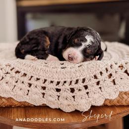 Black collar - Tri-color male Bernedoodle puppy in Cold Spring, Minnesota from A.N.A. Doodles