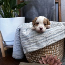 Boy 5 - Cavapoo puppy from Purser Puppy Patch