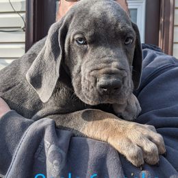 Great Dane Puppies from F&B Kennels