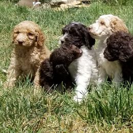 Dachshunds and Labradoodles from Fritz Family Friends