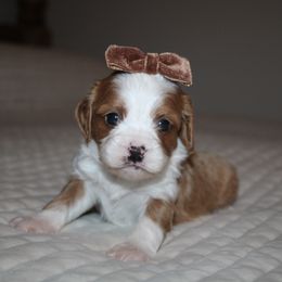 GIRL 2 - Blenheim female Cavapoo puppy in Apple Creek, Ohio from Arlene Hershberger