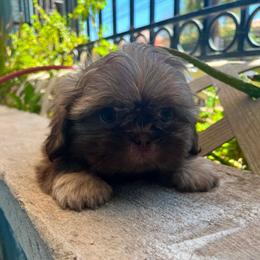 Marley - Chocolate male Shih Tzu puppy in Monrovia, California from Sunrise Shihtzu Blossom