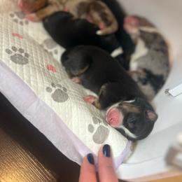 George - Black tri male Miniature Australian Shepherd puppy in Bethany, Illinois from Rachel at Marrowbone Creek Aussies