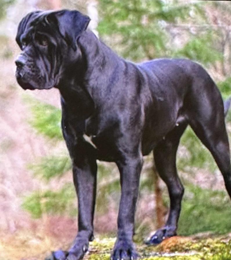Armored Kennels in New York Cane Corso puppies Good Dog