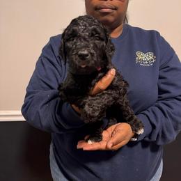Juliet - Black female Goldendoodle puppy in Simpsonville, South Carolina from D & D Golden Doodles, LLC