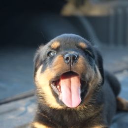 Rottweiler Puppies from House Of Vasquez Rottweilers