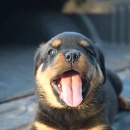 Rottweiler Puppies from House Of Vasquez Rottweilers