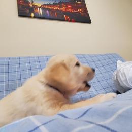Golden Retriever Puppies from The Golden Court