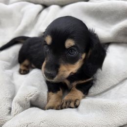 Dachshund puppies from Yadkindale Kennel