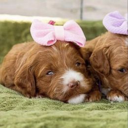Goldendoodle Puppies from Proctor’s Petite Goldendoodles