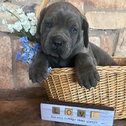 Brown collar - Gray brindle male Cane Corso puppy in Tucson, Arizona from Cane Corso Friends