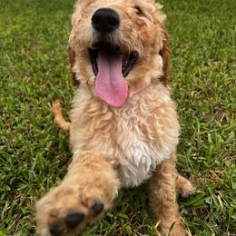 Lillie - Apricot female Goldendoodle puppy in Tavares, Florida from Tracy's Goldendoodles