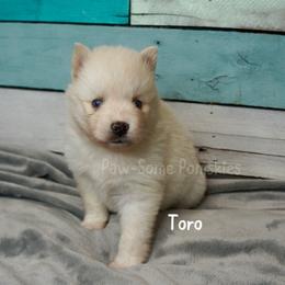 Toro - White female Pomsky puppy in Krum, Texas from Paw-Some Pomskies
