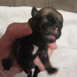 Pug Puppies from Gadsden Pugs