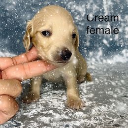 Holly - Cream female Dachshund puppy in Poteau, Oklahoma from Sisters Dazzling Dachshunds