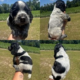 Girl 2 - Blue roan female English Cocker Spaniel puppy in Millen, Georgia from Pine Hill Kennels