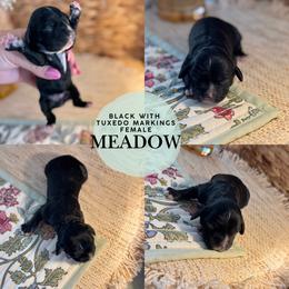 Meadow - Black and white female Cockapoo puppy in Lafayette, Louisiana from Kinkade Kennels