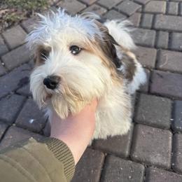 Phoebe - Red sable female Havanese puppy in Chaska, Minnesota from Happy Paws Havanese