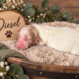 Diesel - Dapple male Dachshund puppy in Central Point, Oregon from Chamberlains Doxie