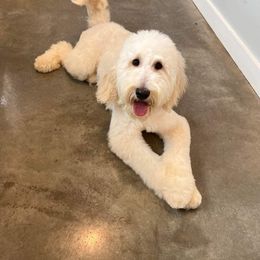 Dolly - Goldendoodle