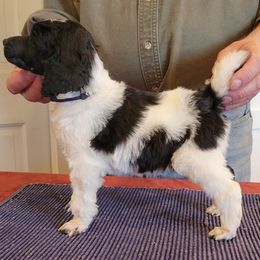 Poodle Puppies from Chapel Hill Poodles