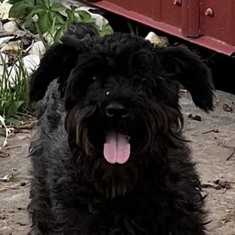 Layla - Miniature Schnauzer