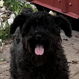 Layla - Miniature Schnauzer