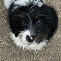 Dachshunds from Running with Danes LLC