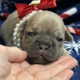 Love - Blue fawn female French Bulldog puppy in Peru, Indiana from Angie's Little Bostons And Frenchies