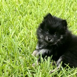 Pomeranian Puppies from Precious Paws Pomeranians