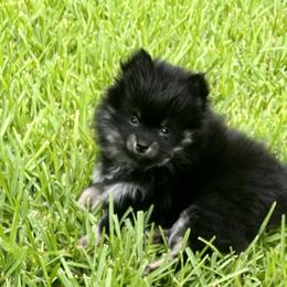 Pomeranian Puppies from Precious Paws Pomeranians