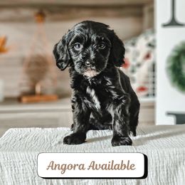 Angora - Black female Goldendoodle puppy in Punta Gorda, Florida from Transformation Acres Goldendoodle