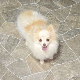 Tommy - Cream male Pomeranian puppy in Meherrin, Virginia from Traveling Poms
