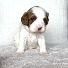 Ranger - Blenheim male Cavapoo puppy in Pasco, Washington from Columbia Basin Puppies