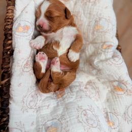 Skipper - Red  male Goldendoodle puppy in Springville, Utah from JW Doodles