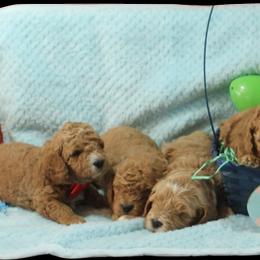 Goldendoodle Puppies from Blushing Doodles