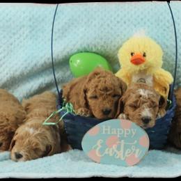 Goldendoodle Puppies from Blushing Doodles