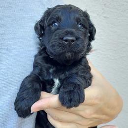 Goldendoodle and Poodle Puppies from Golden State Good Dogs