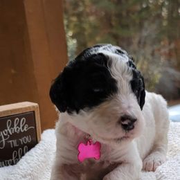 Goldendoodle Puppies from Sisson Goldendoodles