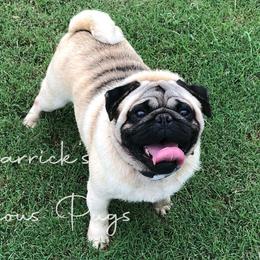 Zorro - Pug