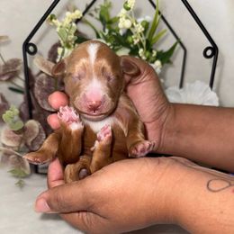 Chandler - Yellow and white male Bernedoodle puppy in Hemet, California from Vallevistadoodles