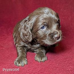 Primrose - Brown female Cockapoo puppy in Sunset, Louisiana from Cano Cockapoos