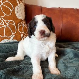 Raven - Brown and white female Bernedoodle puppy in High Point, North Carolina from Kingsfield Doodles