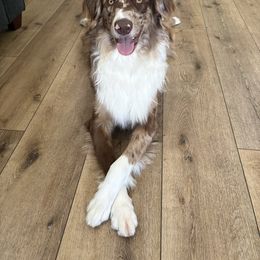 Canelo - Aussiedoodle