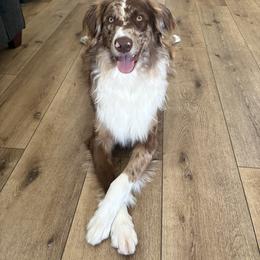 Canelo - Aussiedoodle