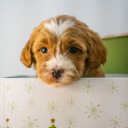Sage Grey Boy - Red  male Goldendoodle puppy in Lafayette, Alabama from Sweethaven Kennels